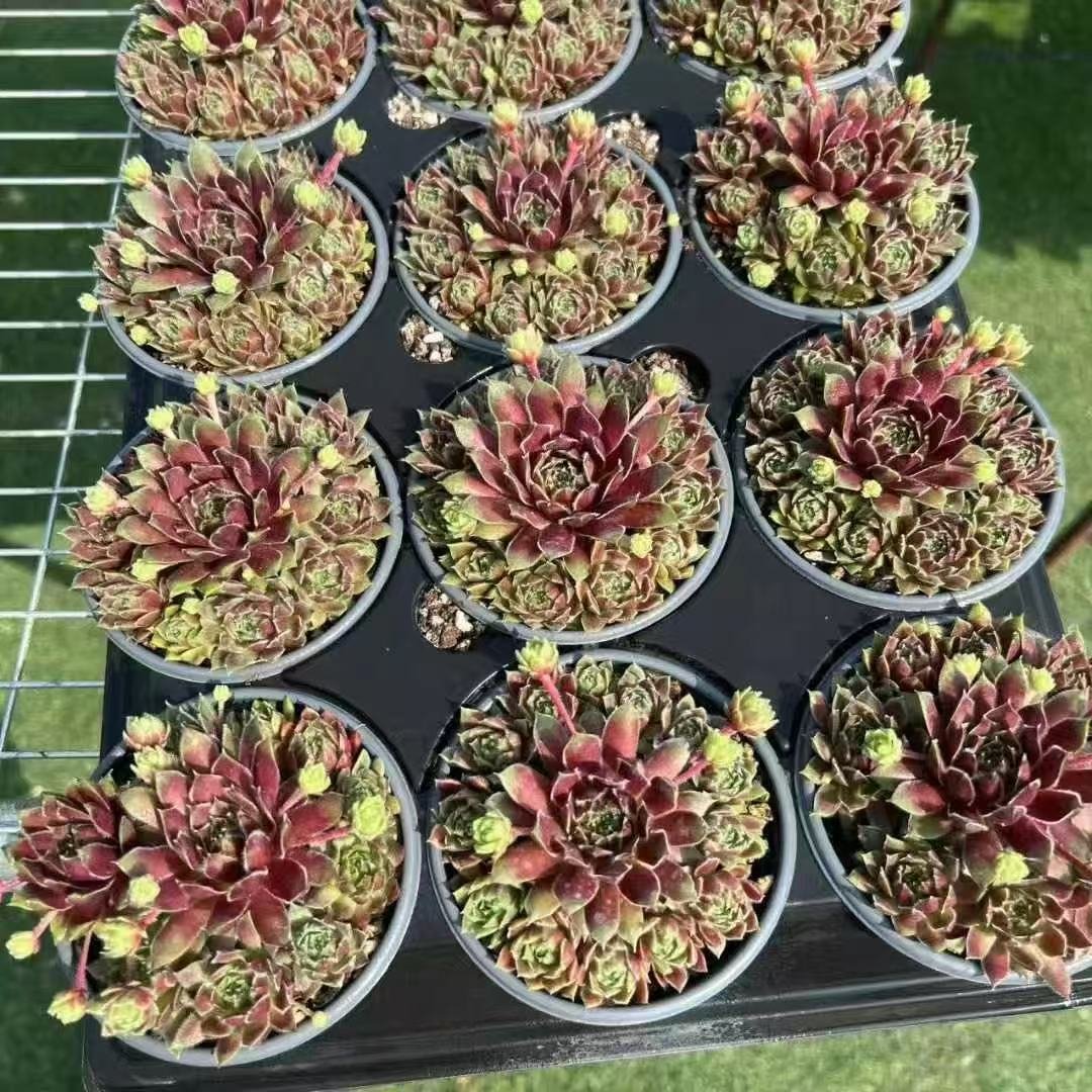 036Sempervivum20Multicrown20Hint.jpg