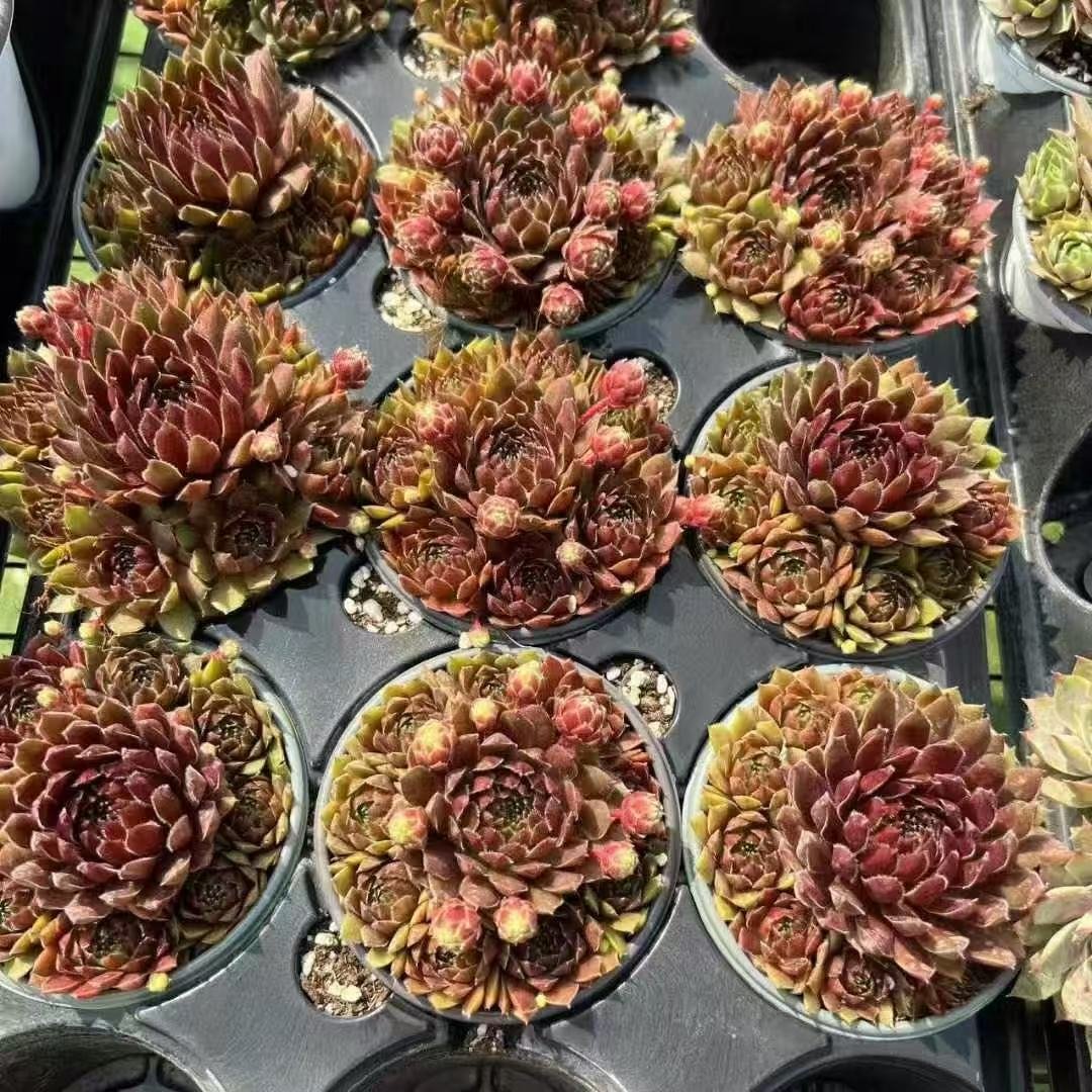 037Sempervivum20Brunette20Harbor.jpg