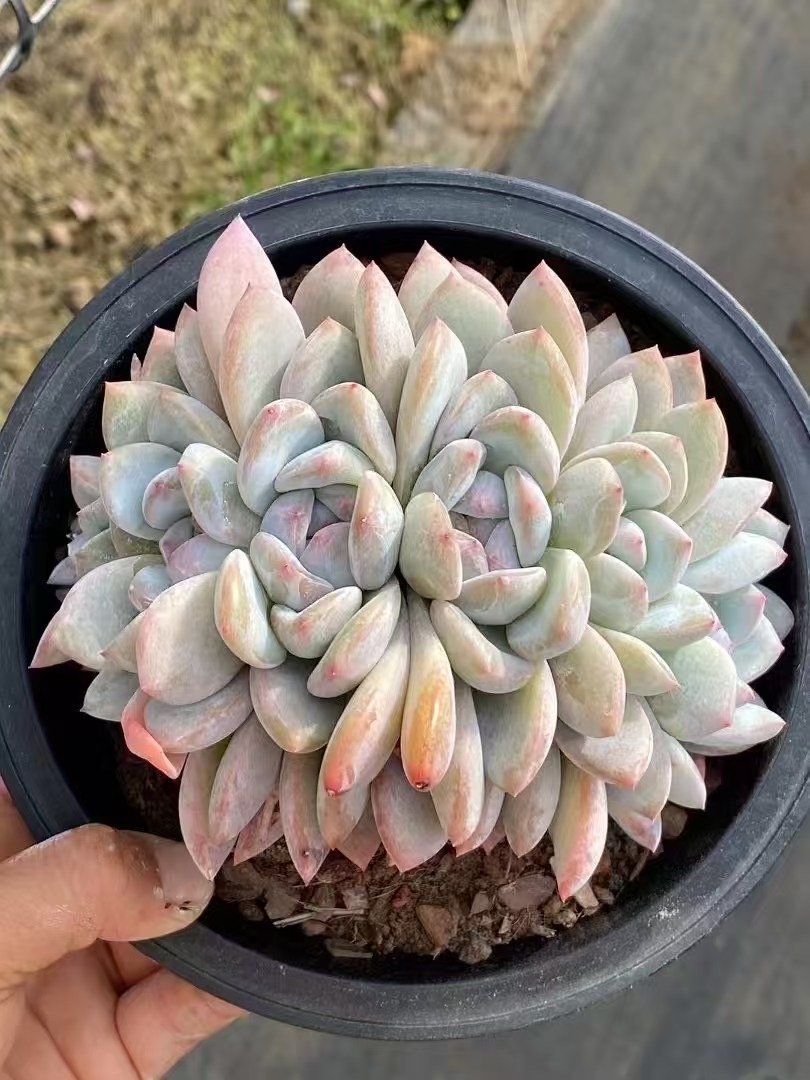 038Echeveria20Clustered20Star20Shadow.jpg