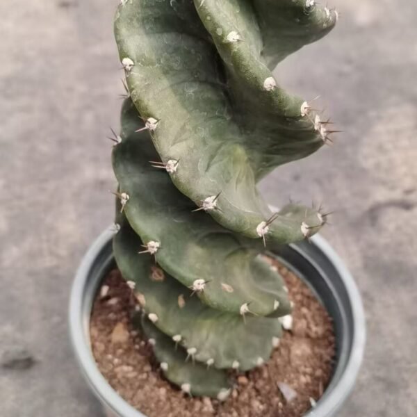 007. 038Gymnocalycium ‘Red Ball’
