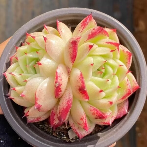 Echeveria ‘Phoenix Flame’