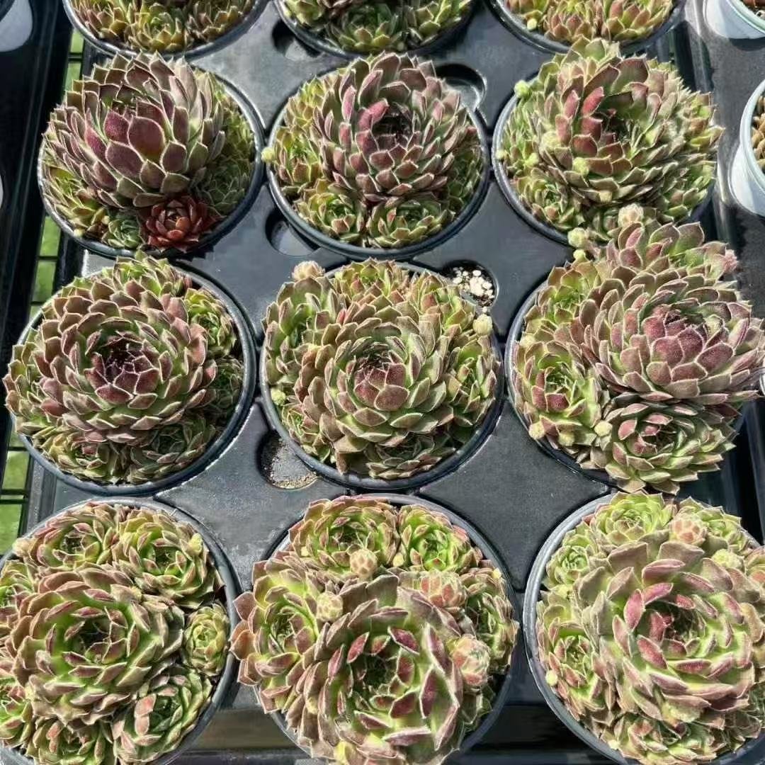 001. 039Sempervivum ‘Jupiter’
