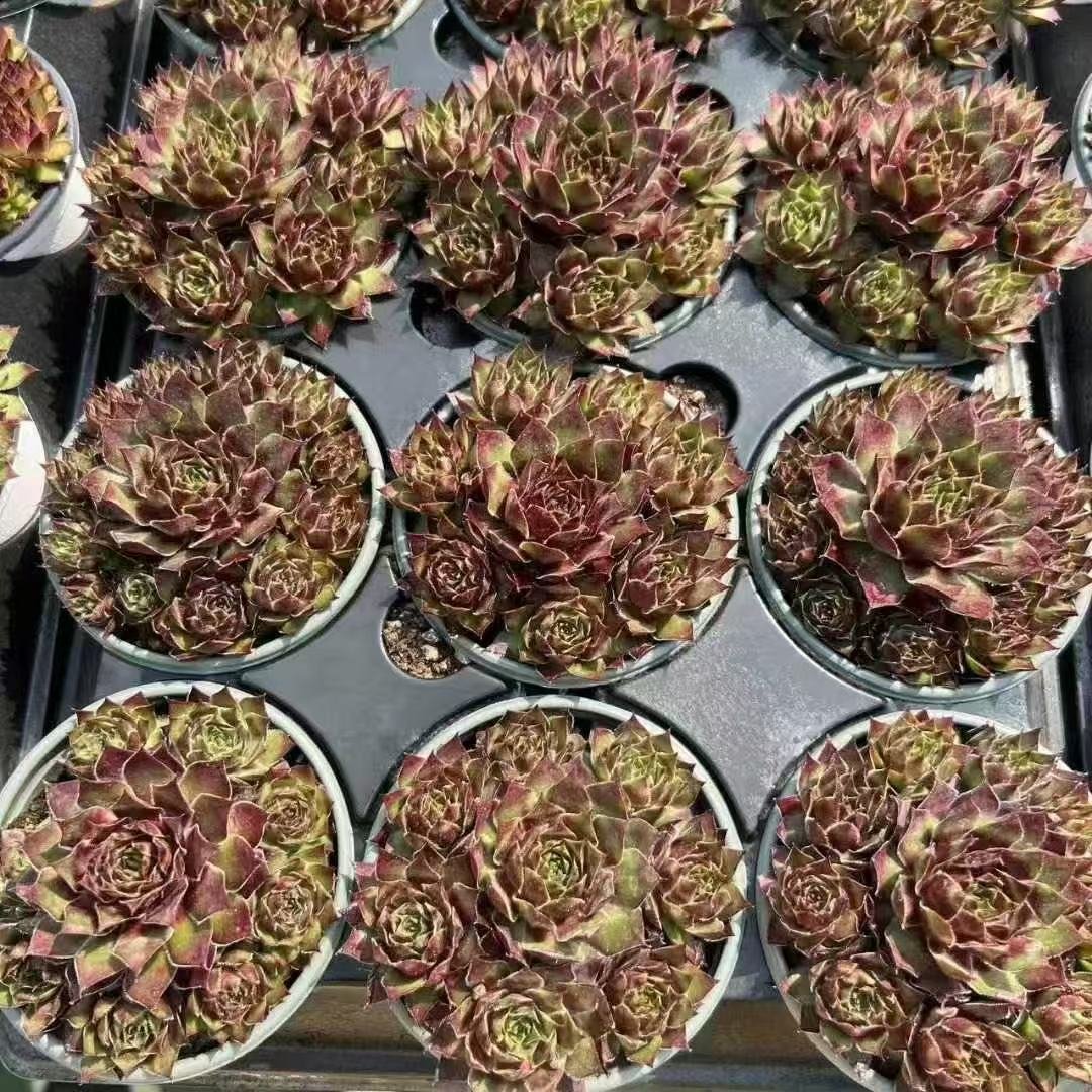 011. 040Sempervivum ‘Whirlpool’