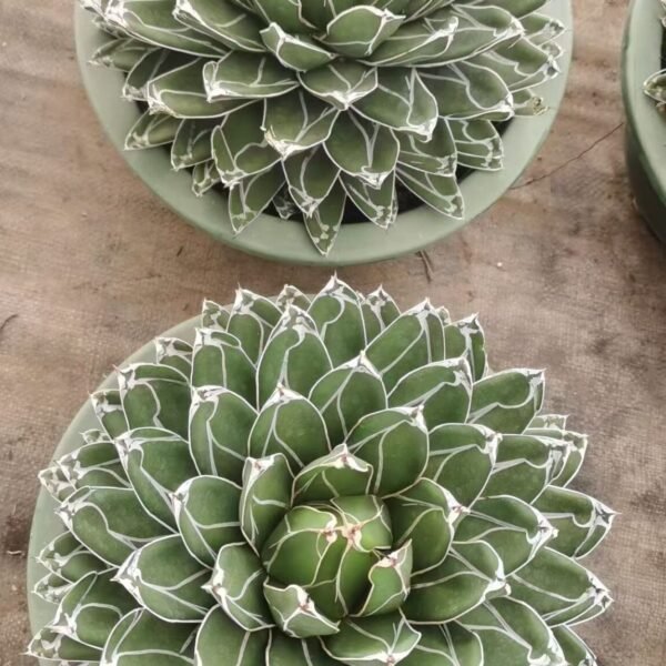 042. 041Astrophytum myriostigma