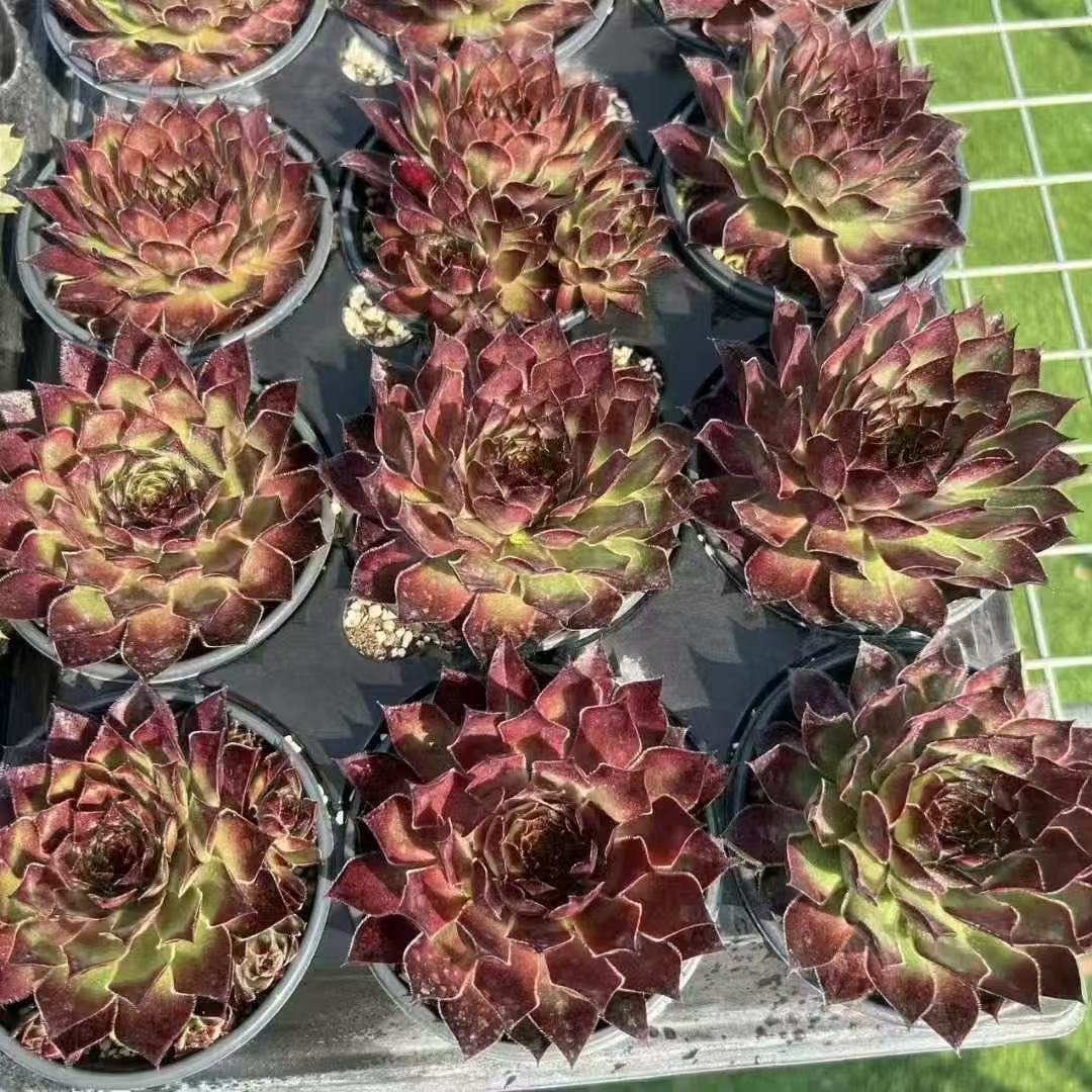 042Sempervivum20Pouch.jpg