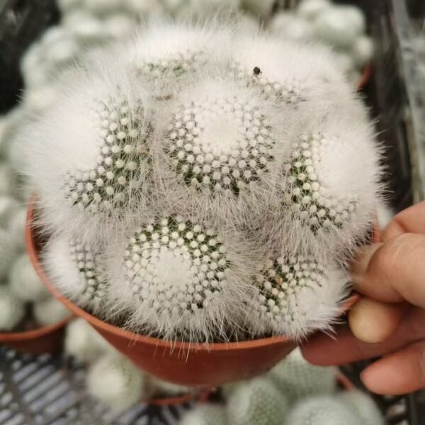 003. 043Astrophytum myriostigma