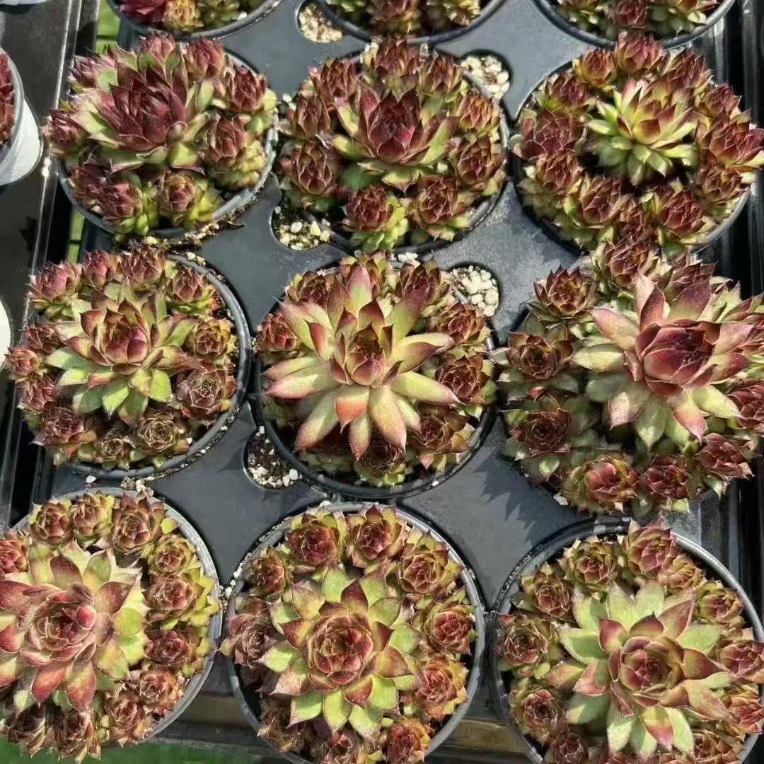 047. 043Sempervivum ‘Dark Night Elf DE’