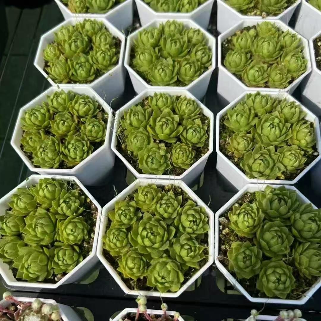 032. 044Sempervivum ‘Jade Queen’