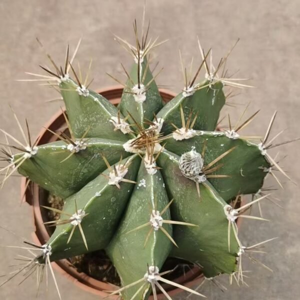 008. 045Gymnocalycium