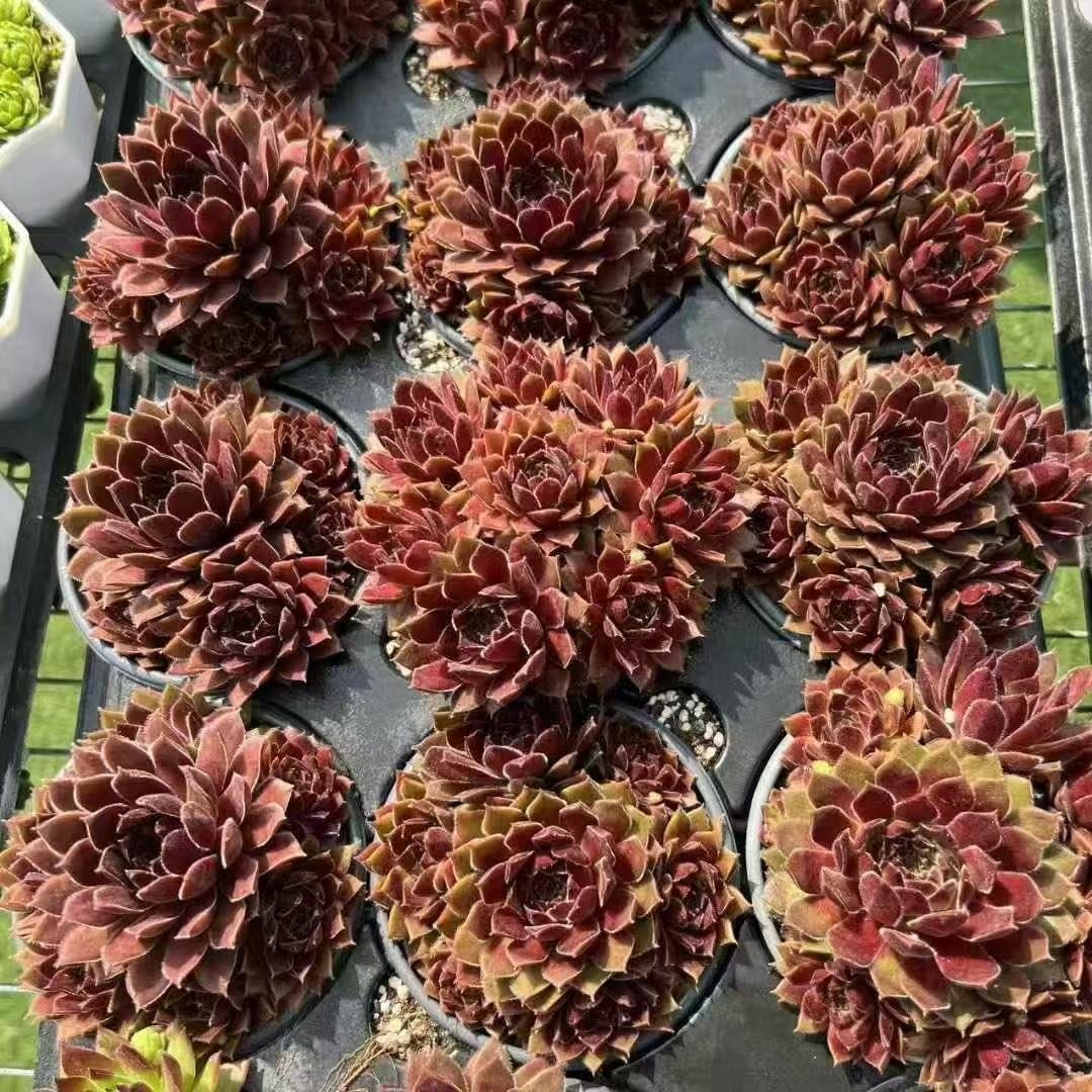 039. 045Sempervivum ‘Teufel’