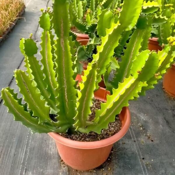 042. 046Myrtillocactus ‘Rainbow Tower’