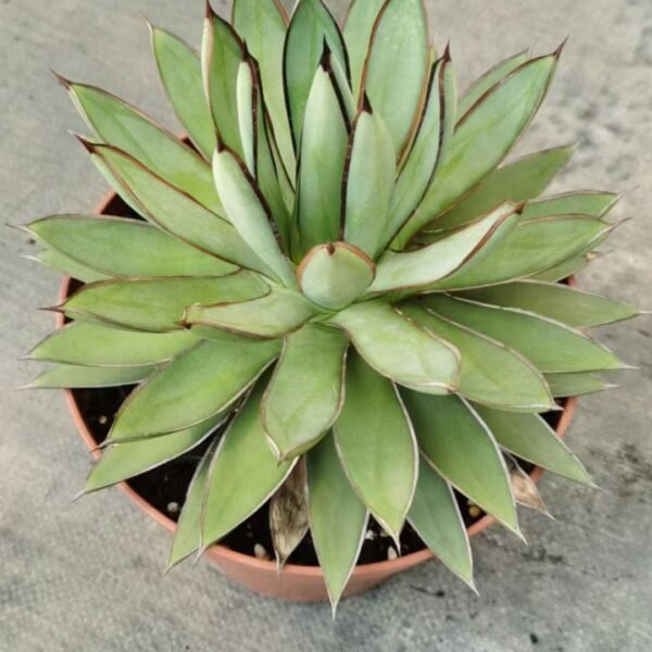 009. 047Astrophytum ornatum f. variegata