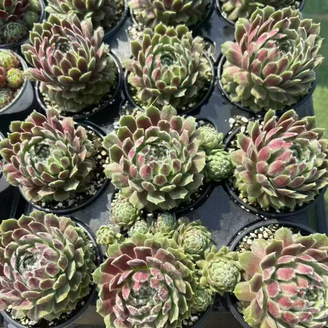 009. 047Sempervivum ‘Euro Heihei’