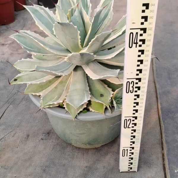 023. 048Mammillaria plumosa