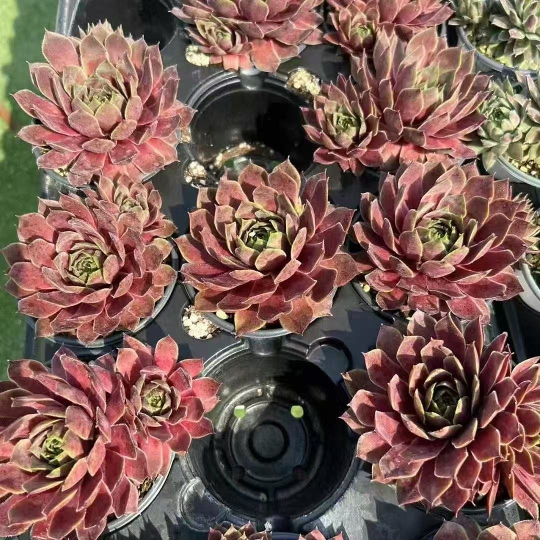 048Sempervivum20Red20Chieftain.jpg