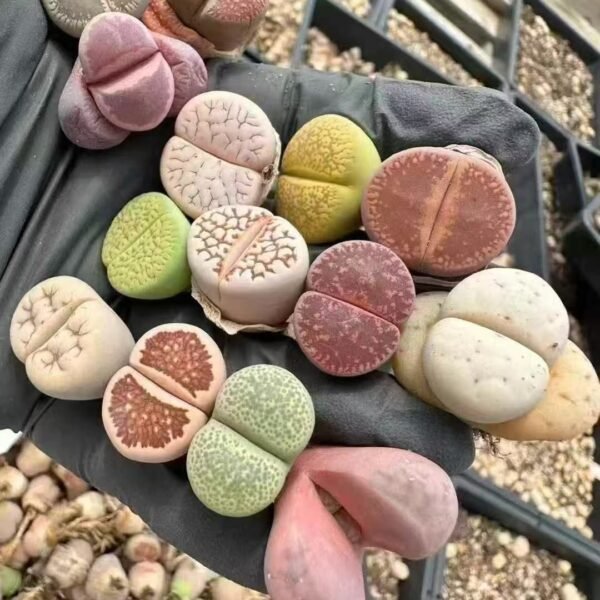 021. Lithops Mixed Single random