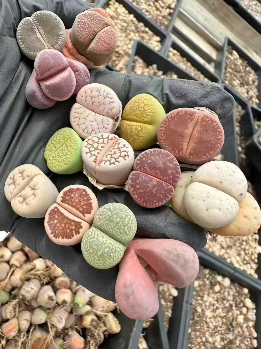 Lithops Mixed