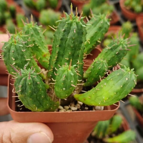 008. 050Cactaceae ‘Cactus’