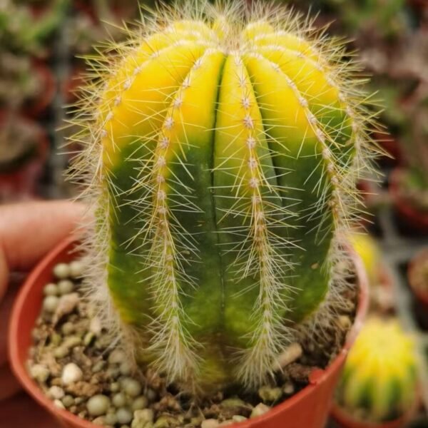 020. 051Pachycereus ‘Harumine Cristata’