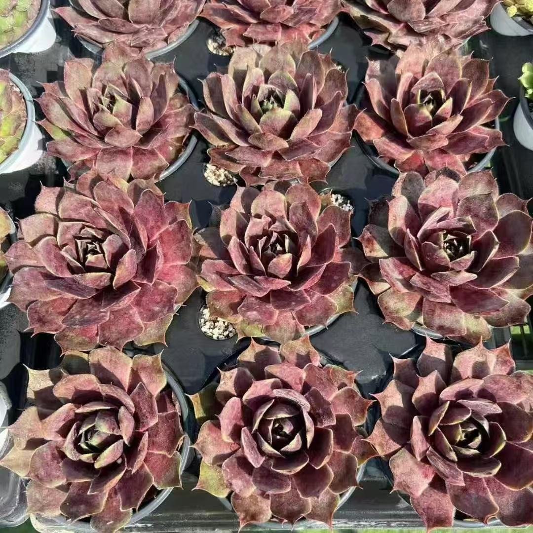 051Sempervivum20Cosbael20Noir.jpg