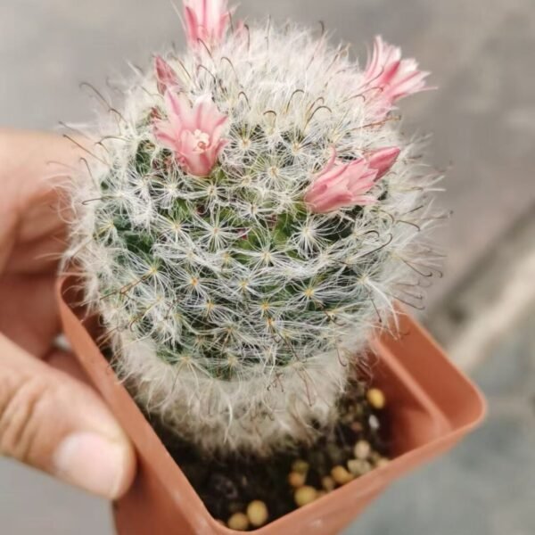 013. 052Ferocactus latispinus