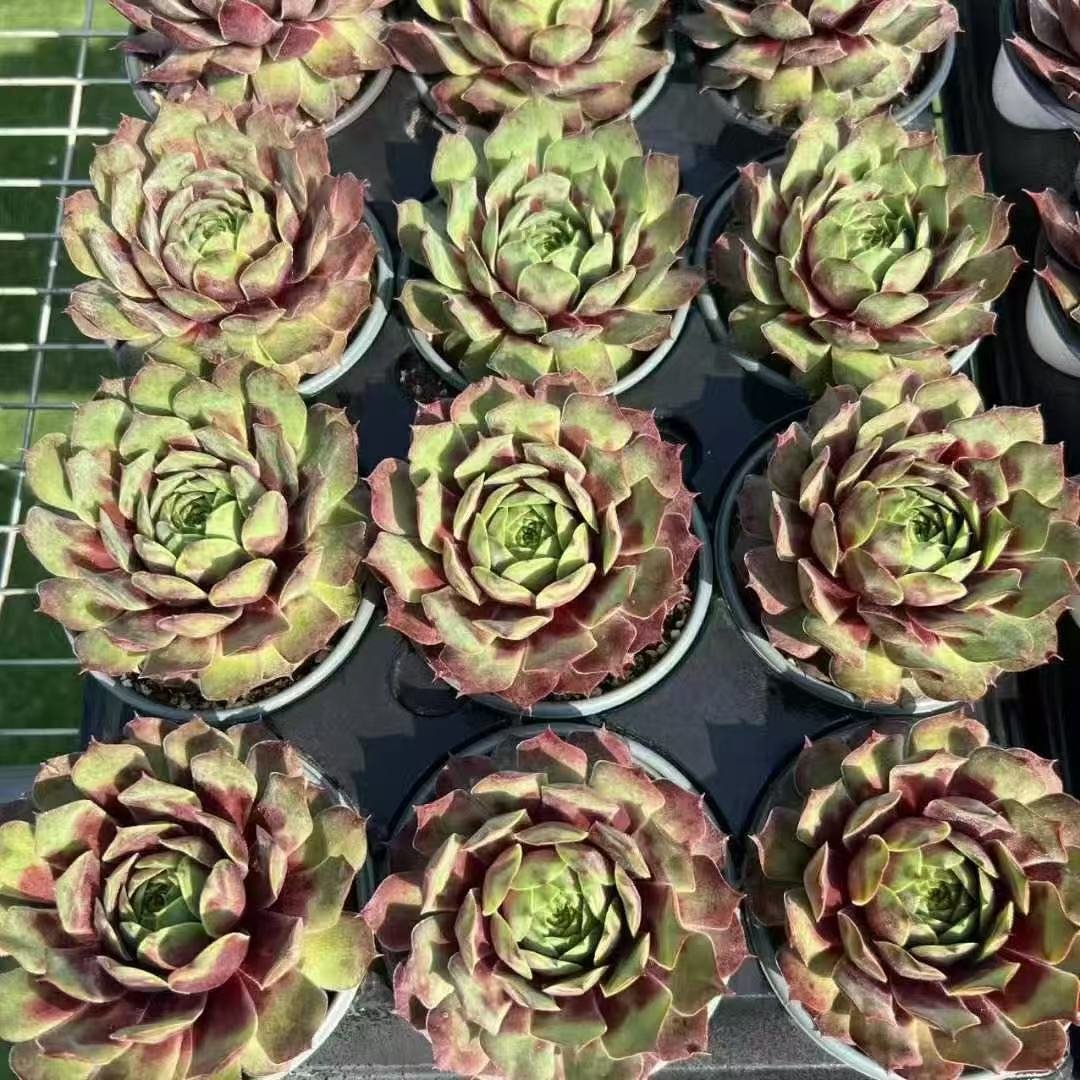 052Sempervivum20Ruby20Heart.jpg
