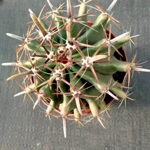 025. 053Pachycereus ‘Penghu Tree’