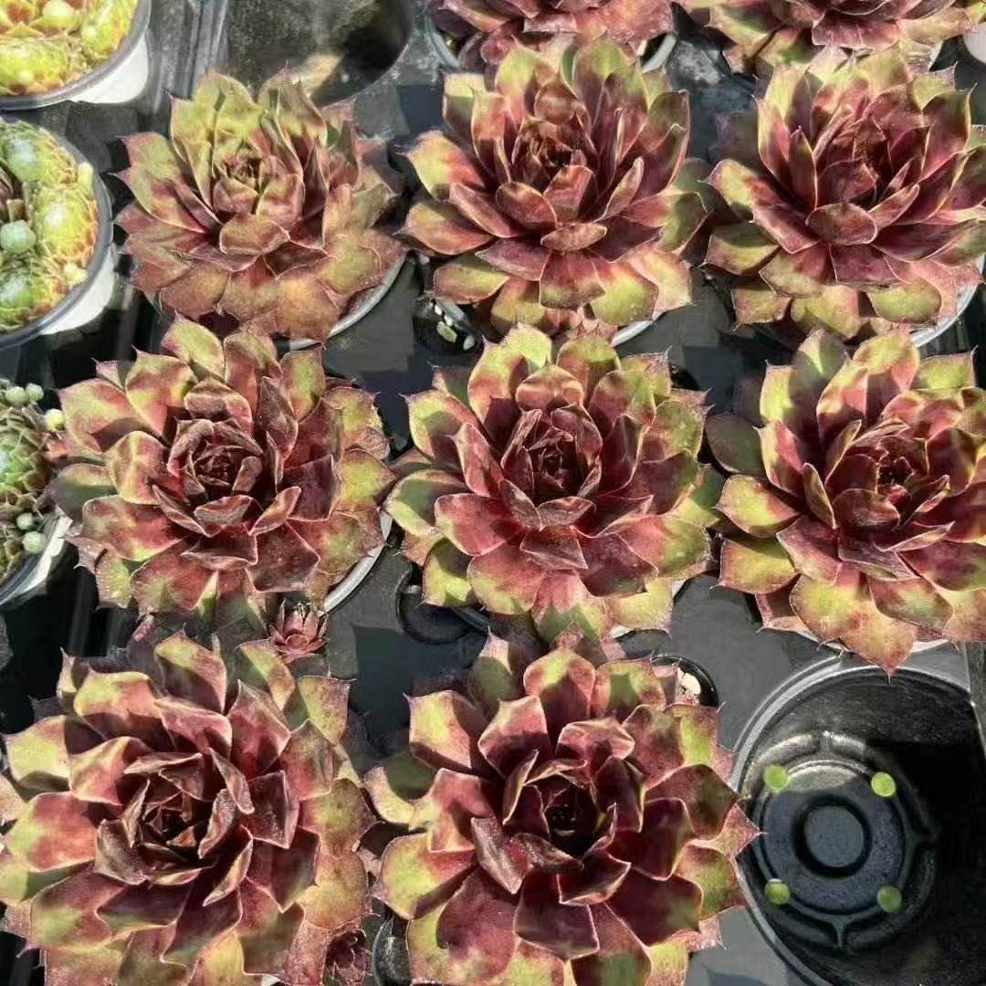053Sempervivum20Red20Leopold.jpg
