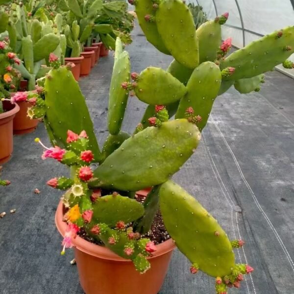010. 054Astrophytum myriostigma f. quadricostatum