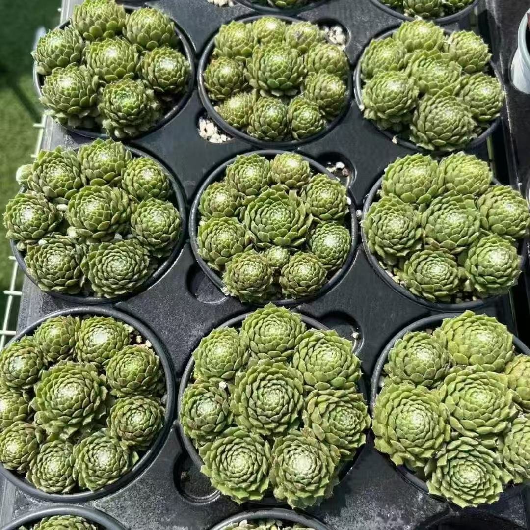 032. 054Sempervivum ‘Milk Coffee’