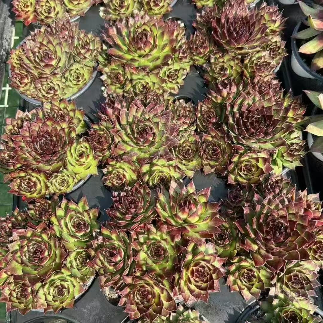 024. 055Sempervivum ‘Firecracker’