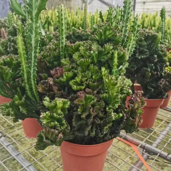 018. 055Sempervivum ‘Hot Boy’