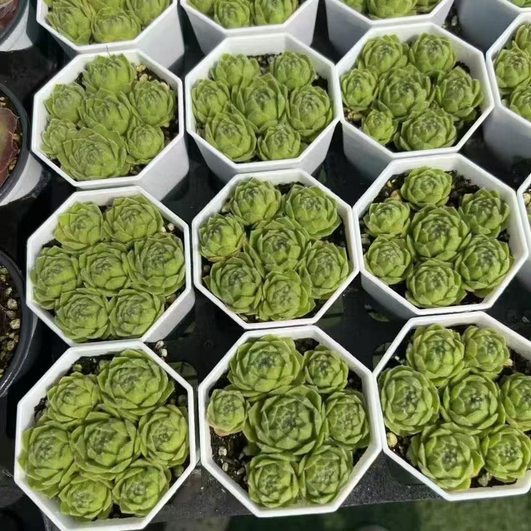 060. 056Sempervivum ‘Hot Boy’