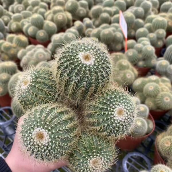 047. 056Sempervivum ‘Tumberry’