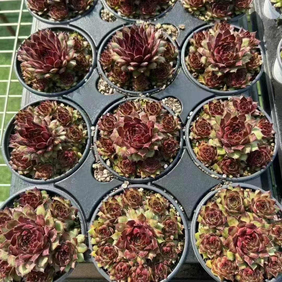 002. 059Sempervivum ‘Walnut Coffee’