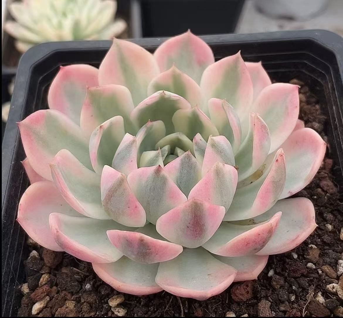 Echeveria 'Pink Crystal Variegata'