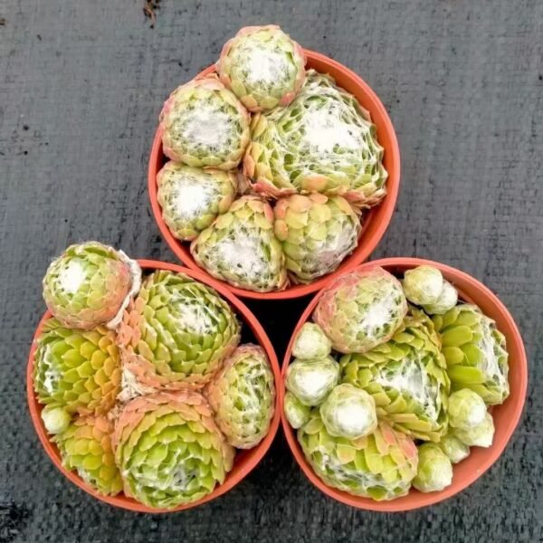 025. 061Sempervivum ‘Cobweb Curl’