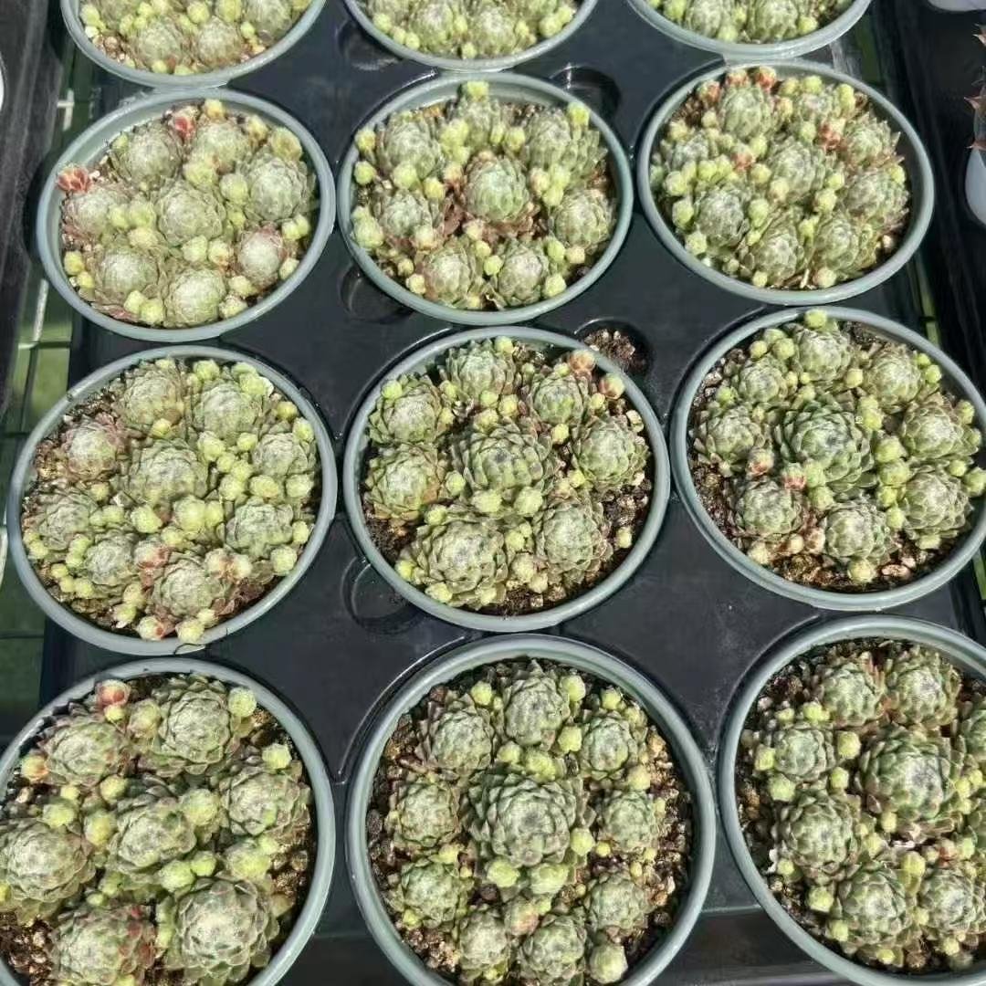 029. 062Sempervivum ‘Rose Ash’