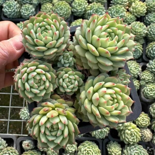 Echeveria ‘Panda Face’