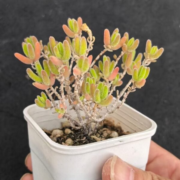 051. Ruschia sp. ‘Ice Orange’