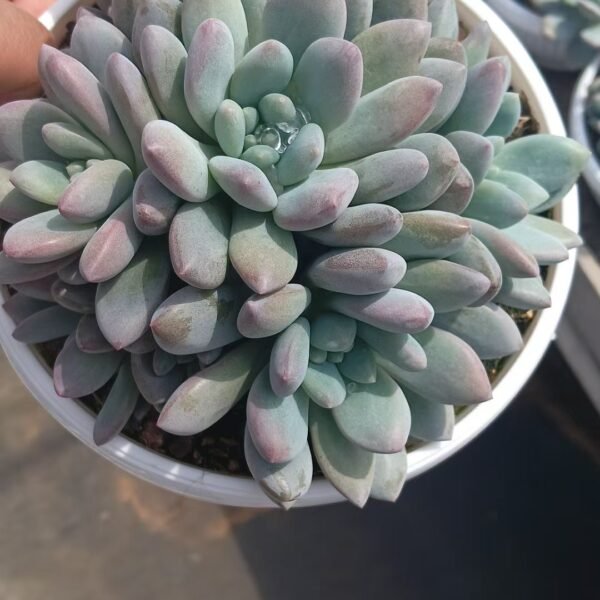 Sedum ‘Midsummer’