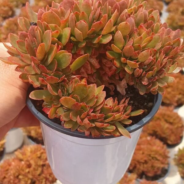 067. Echeveria ‘Candy’ f. cristata