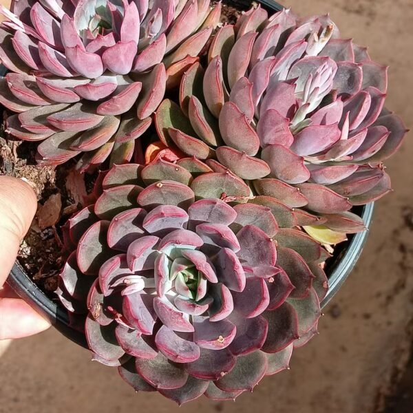 027. 078Echeveria ‘Red Rose’