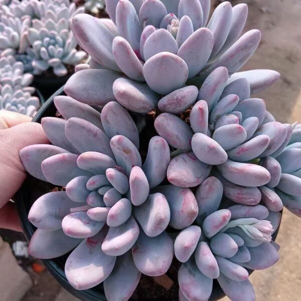Echeveria ‘Perfume’
