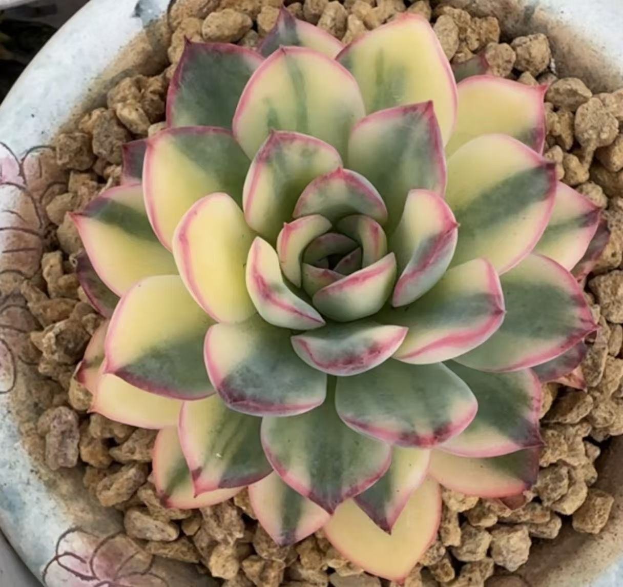 Echeveria 'Apus Variegata'