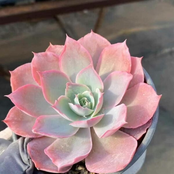 Echeveria ‘Pinky’
