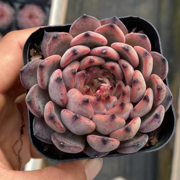 060. Echeveria ‘Starlight Jenny’