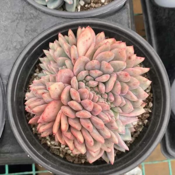Echeveria ‘Ariel Lin’ f. cristata