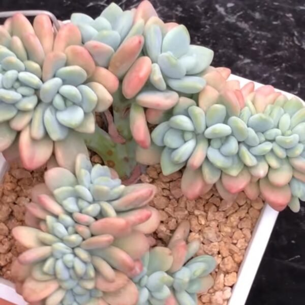Echeveria ‘Red Luoshen’ f. cristata