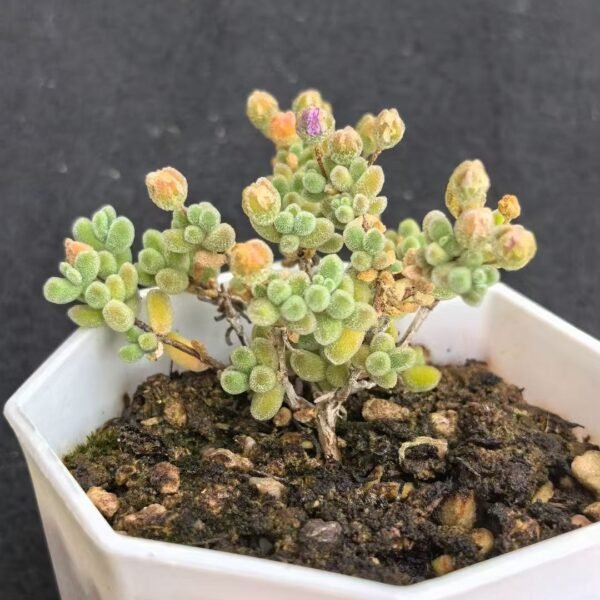 013. Ruschia sp. ‘Ice Crystal’